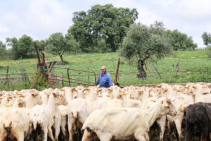 LAS-ALBAIDAS-esquila (FILEminimizer)