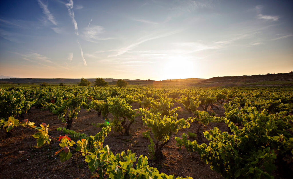 Los Campos Marqués de Riscal (FILEminimizer)