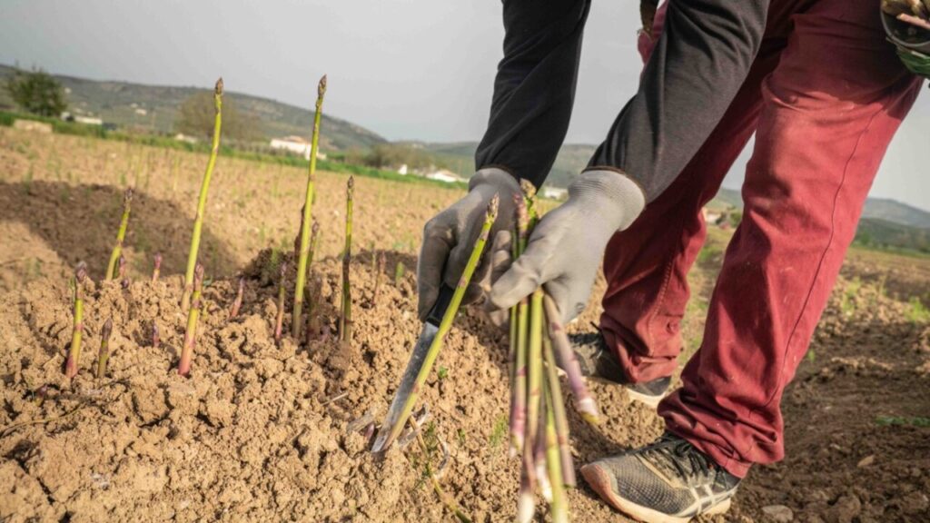 Raices de sabor (FILEminimizer)