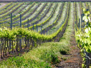 Bodegas Sers. viñedo (FILEminimizer)