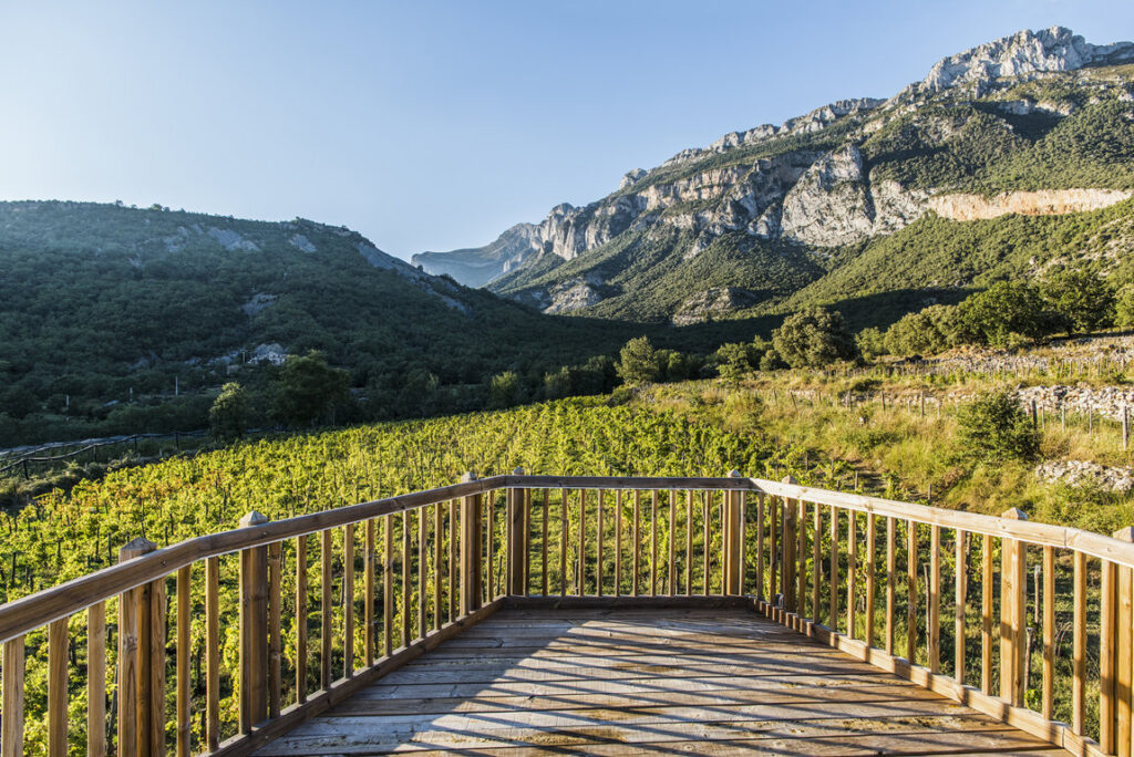 Casa Vinícola Moliniás. viñedo (FILEminimizer)