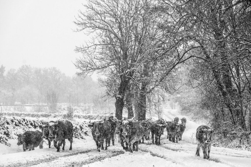 Foto Objetivo Vacuno (FILEminimizer)