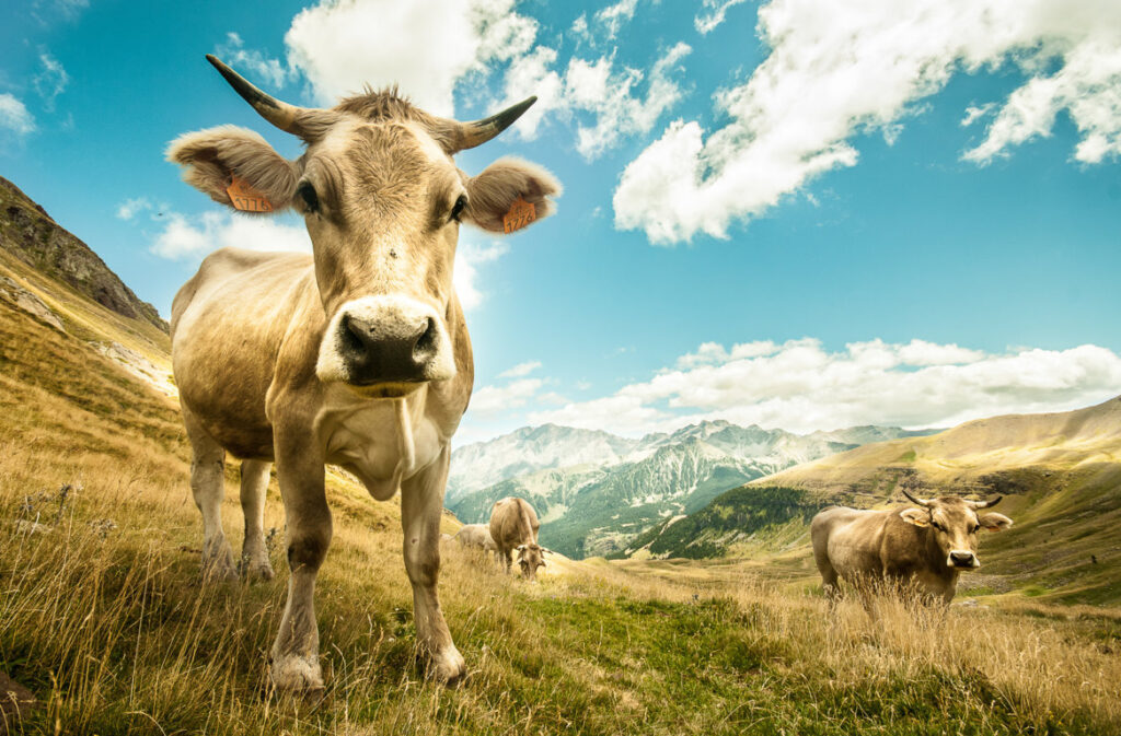 Provacuno-Pirineos 2305-FILEminimizer