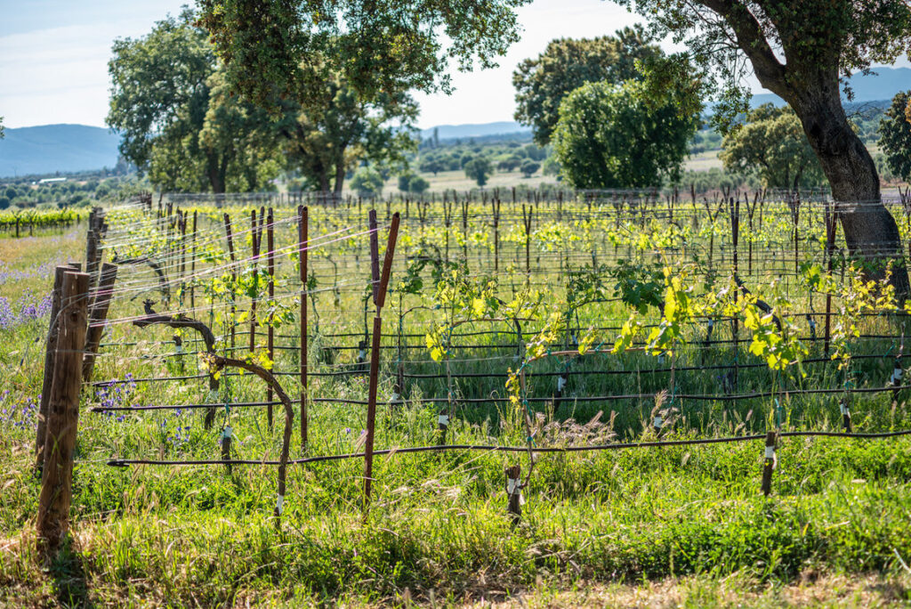 Viñedo - Dehesa El Molinillo (FILEminimizer)