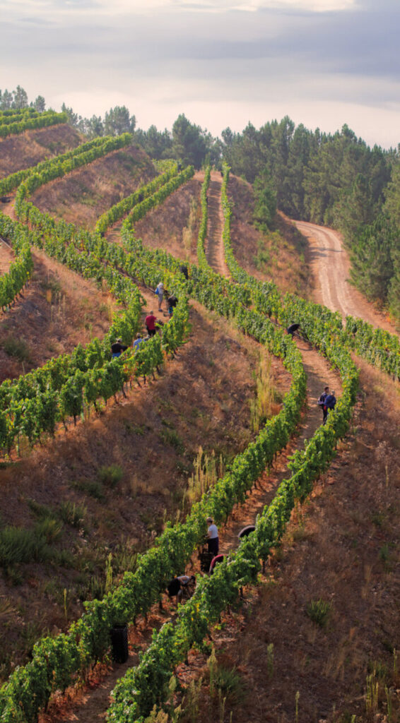 o132 EP bodega Costeira IMG 3799 (FILEminimizer)