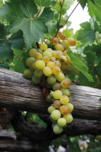 o132 EP moscatel (FILEminimizer)