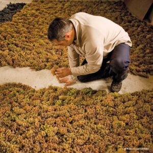 o132 Ribeiro vinos tostados 2