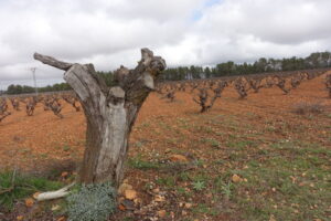 tarragona y manchuela 180 (FILEminimizer)