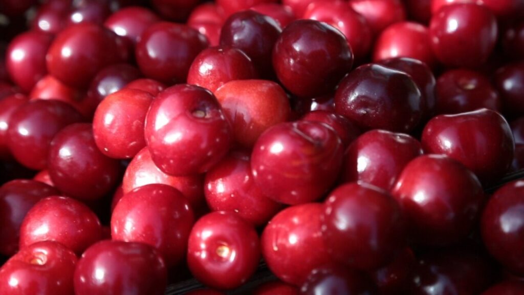 thumbnail Picotas DOP del Jerte 1 (FILEminimizer)