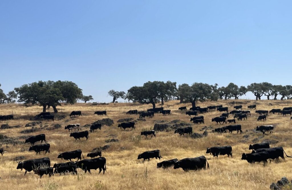 AlejandroLastras CAMINANDO