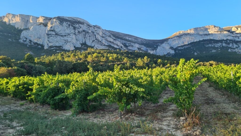 BODEGA 202 OSTARA SAUVIGNON BLANC 22 ERMITA BERBERANA (FILEminimizer)