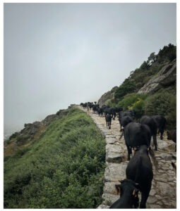 Paloma Acuña Ruiz Al fin, de vacas