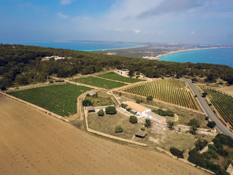 TERRAMOLL bodegayvinedo (FILEminimizer)