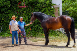 VAQUENA-ORIGEN (10) (FILEminimizer)