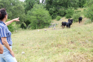 VAQUENA-ORIGEN (3) (FILEminimizer)