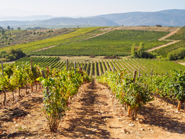 Rolling,Hills,Covered,With,Vineyards,-,Villafranca,Del,Bierzo,,Castile