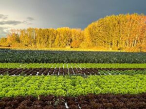 0 GENERAL (FILEminimizer)