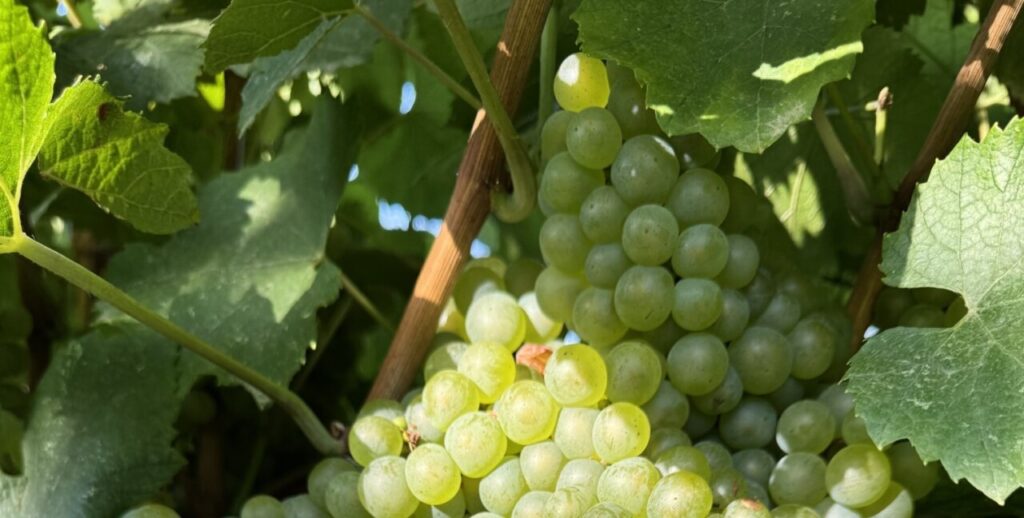 Aragón Alimentos DO Somontano (FILEminimizer)