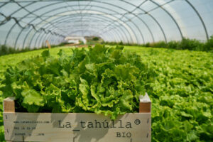 LECHUGA BATAVIA 1 (FILEminimizer)