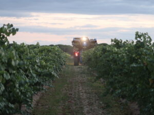 NdP Comienza la Vendimia 2025 en la D.O. Rueda (FILEminimizer)