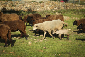 2023 Borona109 (FILEminimizer)