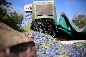 Recolección (FILEminimizer)