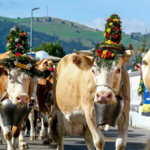 desalpe 1 (FILEminimizer)