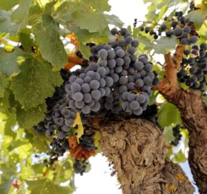 garnacha (FILEminimizer)