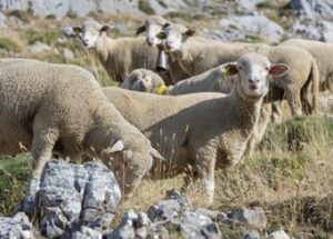 interovic (FILEminimizer)