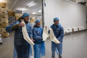 islandia (FILEminimizer)