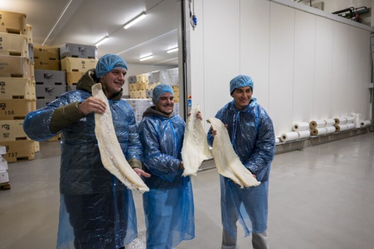 islandia (FILEminimizer)