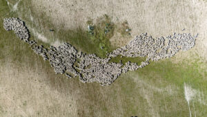 merinas (FILEminimizer)