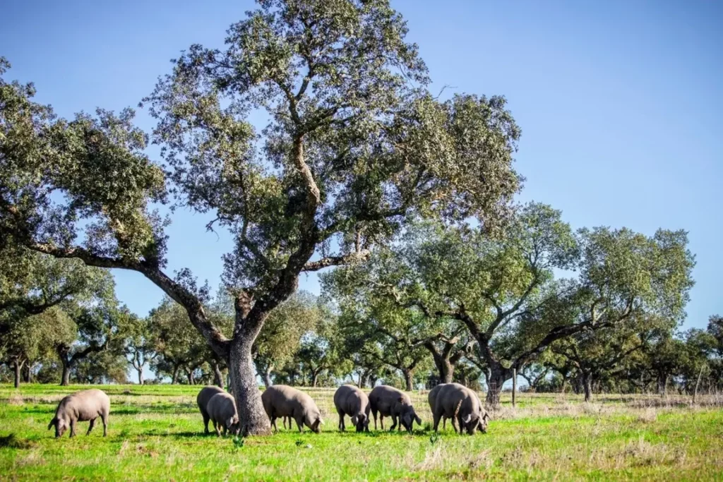 Cerdos ibéricos pastando en la dehesa de Extremadura