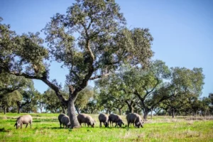 Cerdos ibéricos pastando en la dehesa de Extremadura