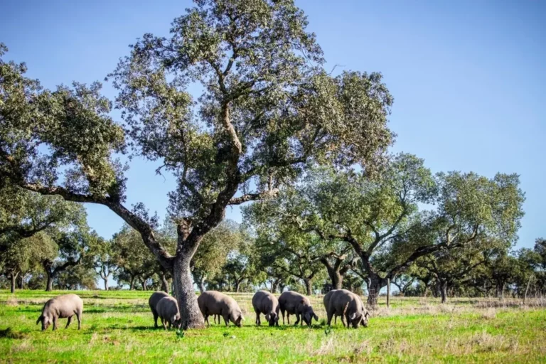 Cerdos ibéricos pastando en la dehesa de Extremadura