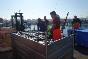 Pescadores descargando sardinas en el puerto de Matosinhos, Portugal.