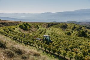 Viñedos de Familia Torres durante la vendimia 2025 en Cataluña