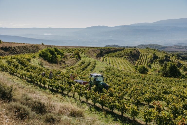 Viñedos de Familia Torres durante la vendimia 2025 en Cataluña
