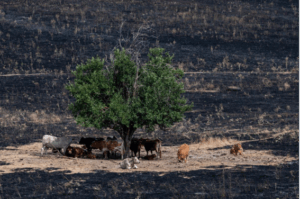 Grupo de vacas descansando a la sombra de un árbol en un campo quemado