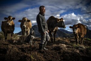 Hombre junto a vacas en un paisaje rural montañoso