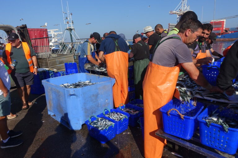 Trabajadores en el puerto de Matosinhos manipulando sardinas.