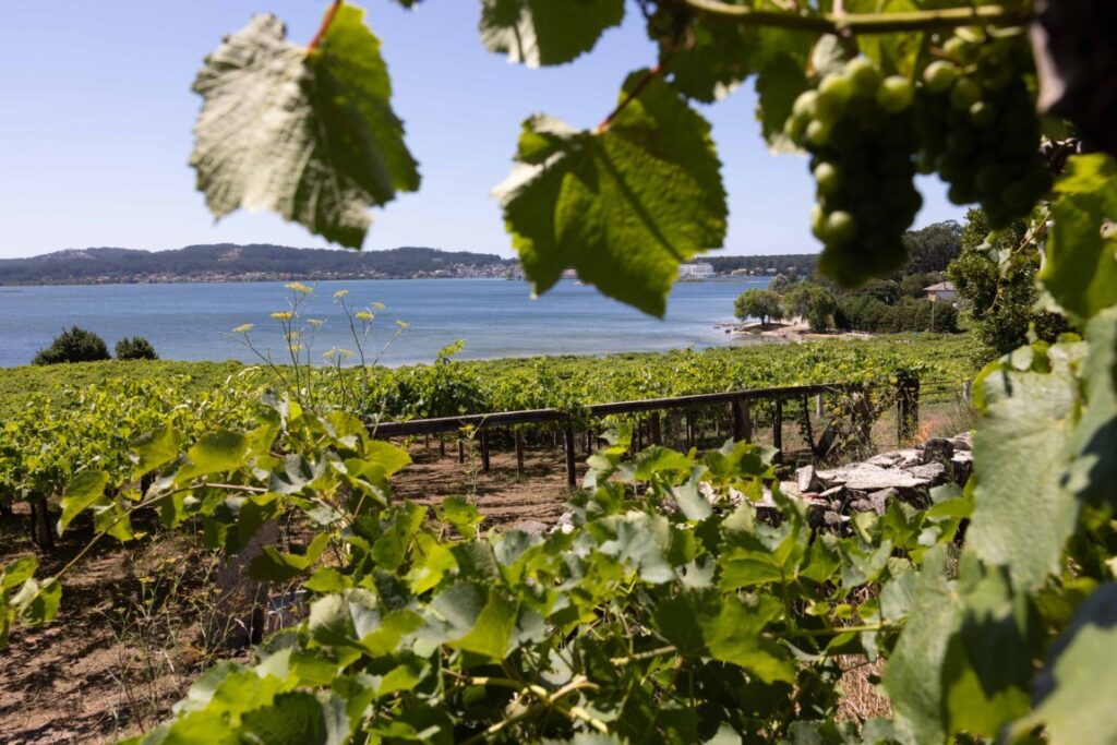 Viñedos en Rías Baixas con vista al mar y uvas verdes