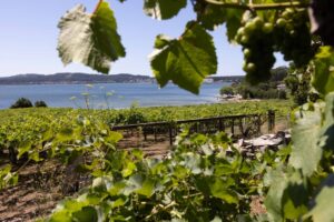 Viñedos en Rías Baixas con vista al mar y uvas verdes
