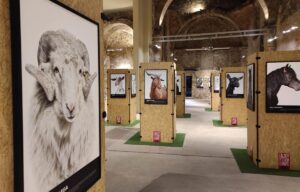 Exposición fotográfica de razas autóctonas en San Lorenzo de El Escorial