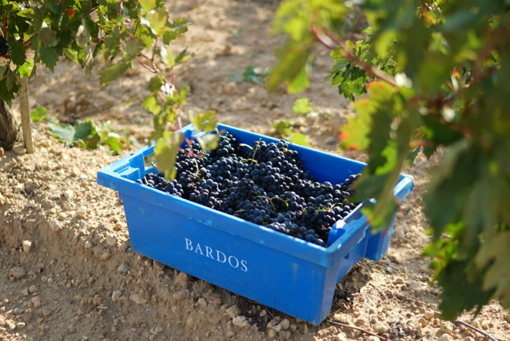 Caja azul con uvas de vendimia en viñedo Bardos en Soria