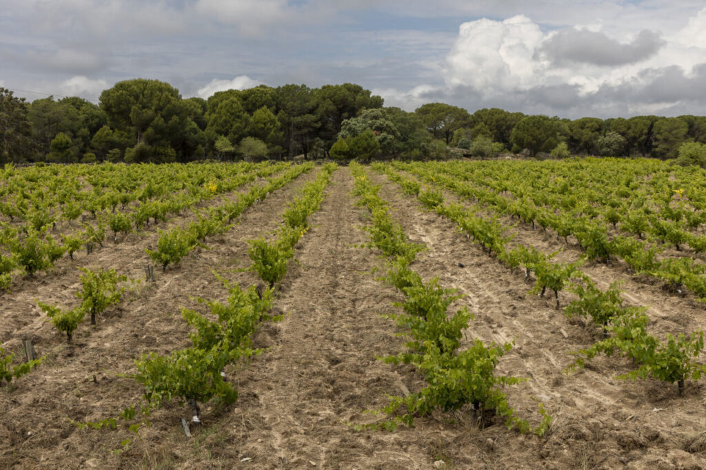 Viñedos de Las Moradas de San Martín en un día nublado