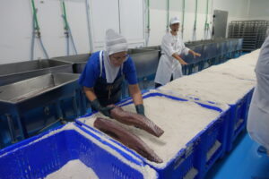 Trabajadoras en la conservera Usisa preparando atún en salazón
