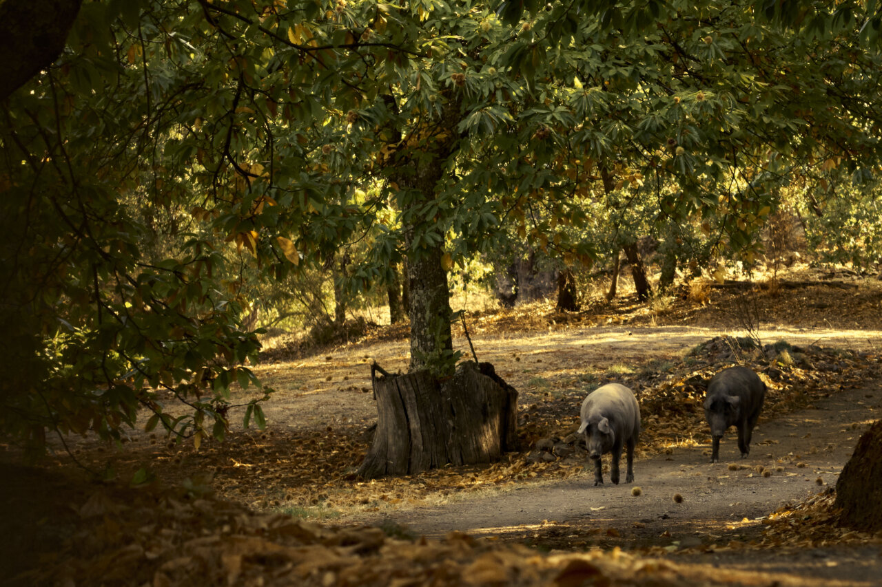 Cerdos pastando bajo castaños en la dehesa