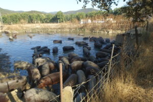 Cerdos ibéricos en el agua en Jabugo, Huelva