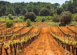 Viñedos en la Ribera del Júcar con árboles al fondo